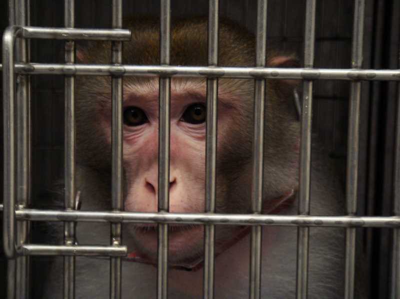 animal testing on monkeys