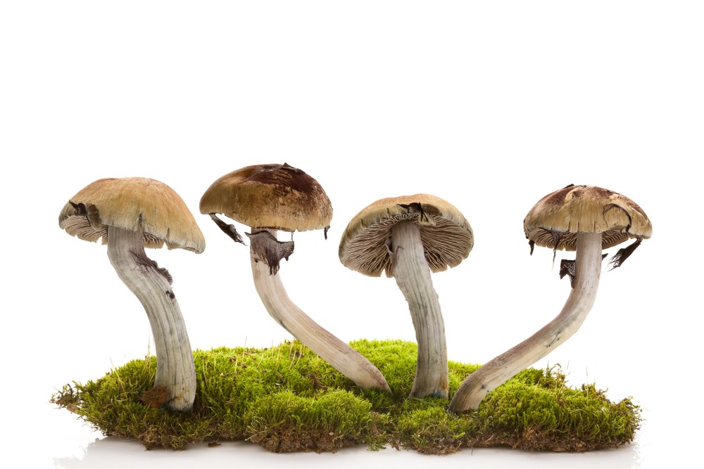 Magic Mushroom And Its Beneficial Uses