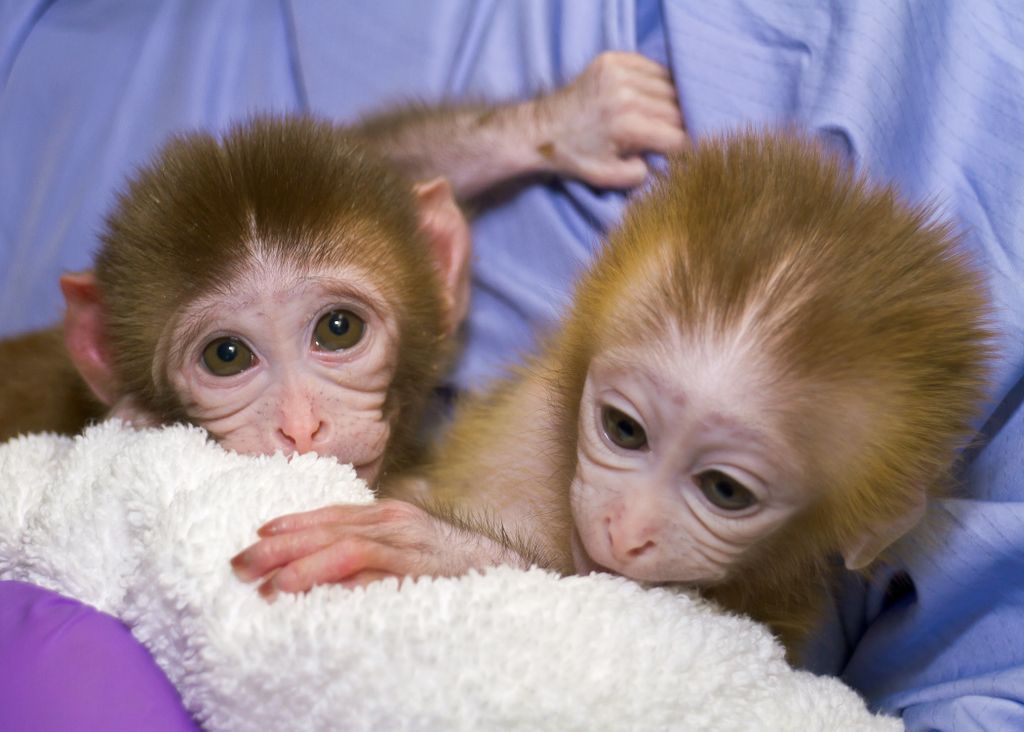 PETA Calls On OHSU To End Animal Experiments | The Lund Report