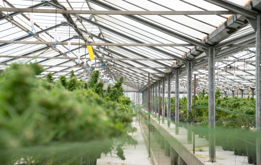 greenhouse filled with rows of cannabis plants