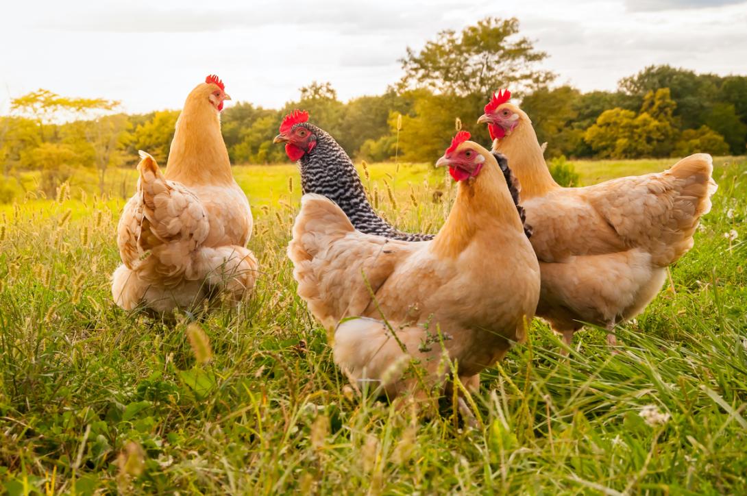 chickens Shutterstock chickens in field
