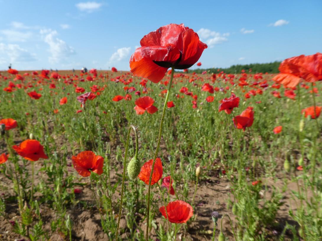 poppy field