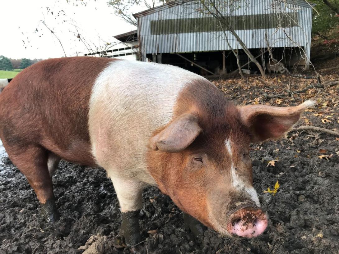 pig pig