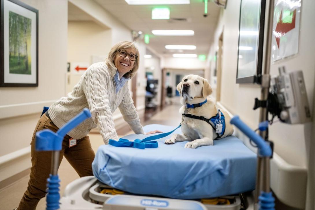 Hospital dog Hospital dog