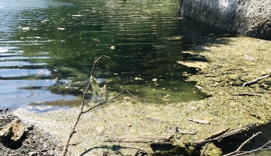 Cyanobacteria blooms Cyanobacteria blooms