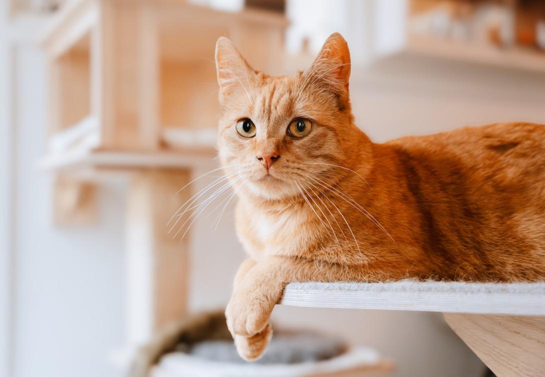 Cat on a perch Cat on a perch
