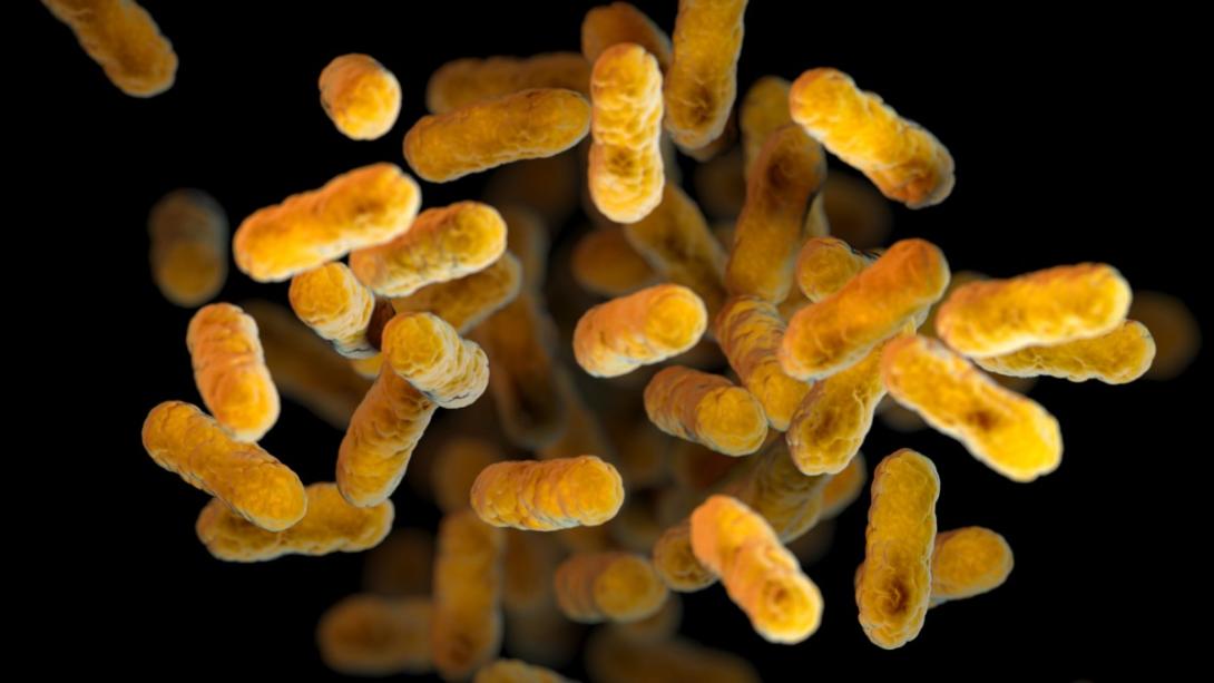 Computer-generated image of Bordetella pertussis bacteria