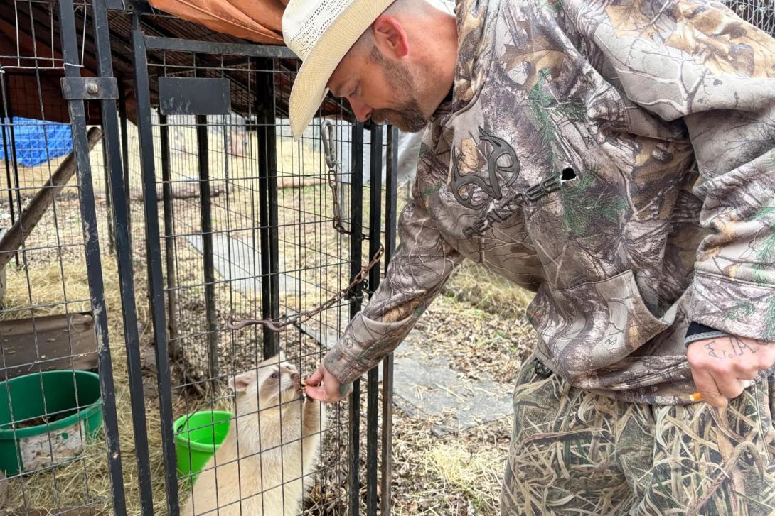 Robert Sory feeds his captive blind raccoon.
