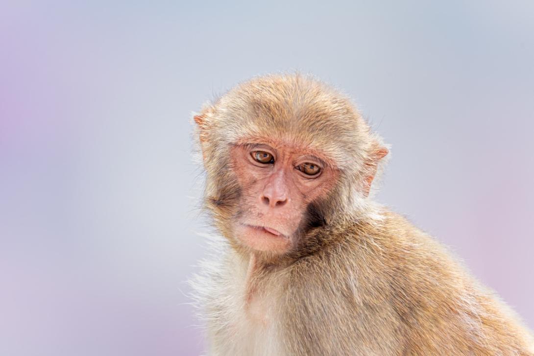 Rhesus Macaque