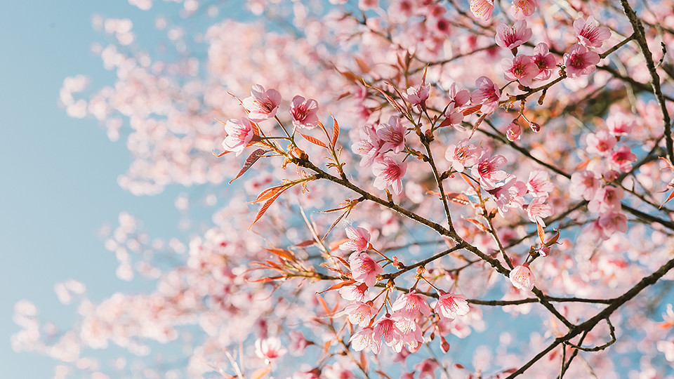 Cherry Blossoms