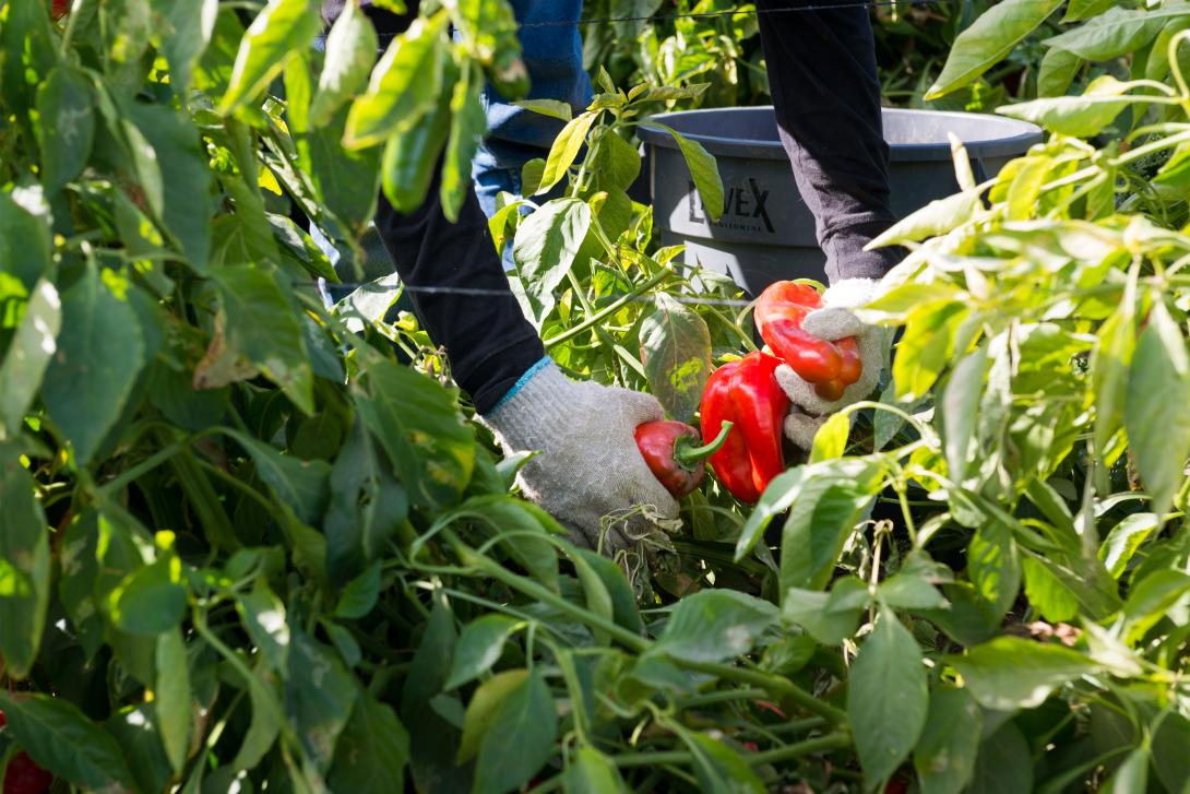 A farmworker picks a peck of peppers.
