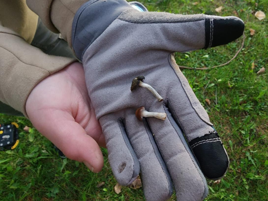 A woman finds psilocybin mushrooms at the base of Douglas fir trees in Columbia Park in North Portland on Nov. 10, 2023. A new study raises questions about Oregon’s program allowing the use of the psychedelic.