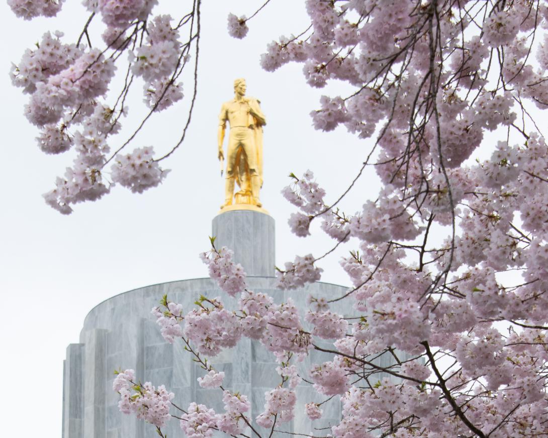 the capitol building behind pink blossoms